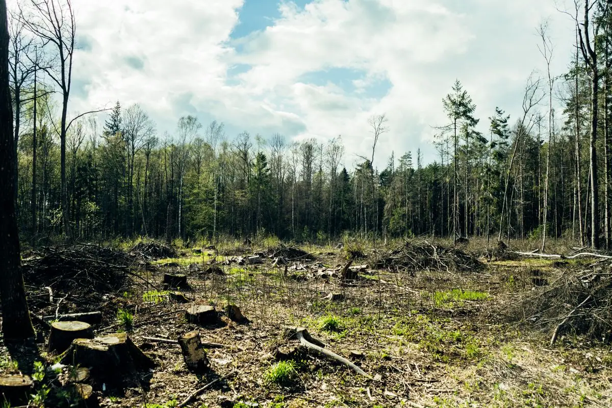 Land clearing